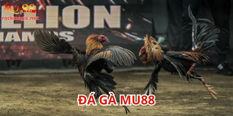 Hệ thống phát sóng đá gà Mu88 trực tiếp được liên kết trực tiếp