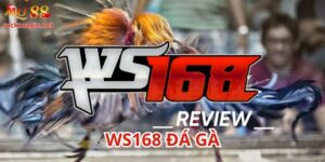 Ws168 đá gà trên nền tảng Mu88 rất đặc sắc