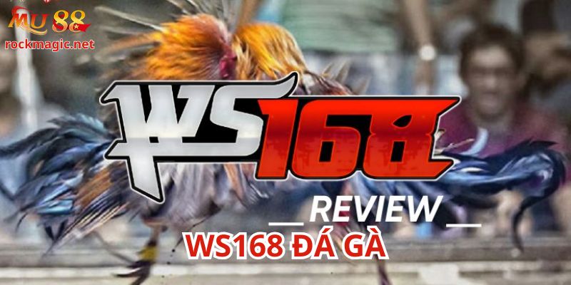 Ws168 đá gà trên nền tảng Mu88 rất đặc sắc